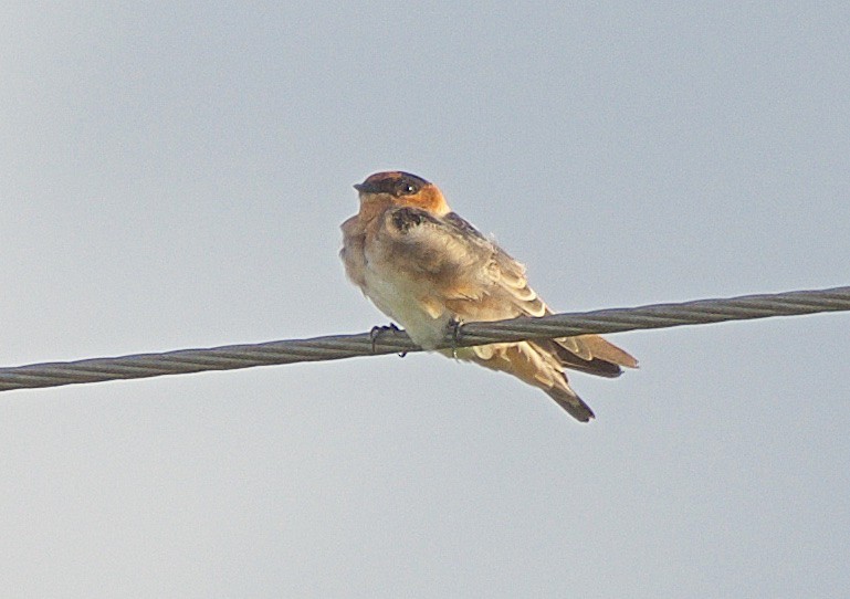 Cave Swallow - ML241302831