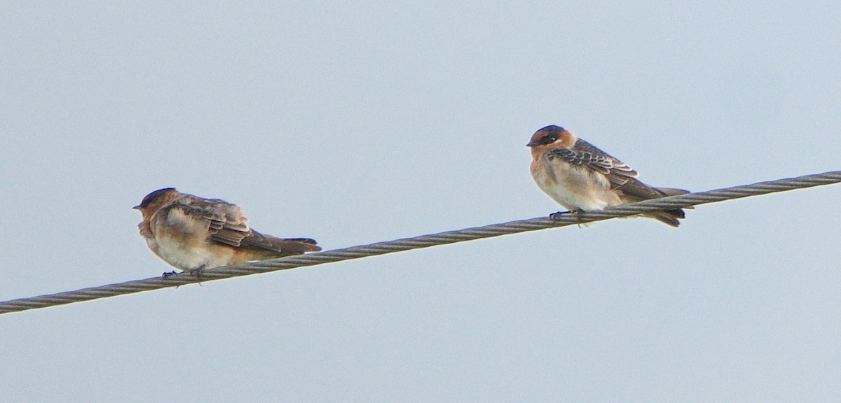 Cave Swallow - ML241302841