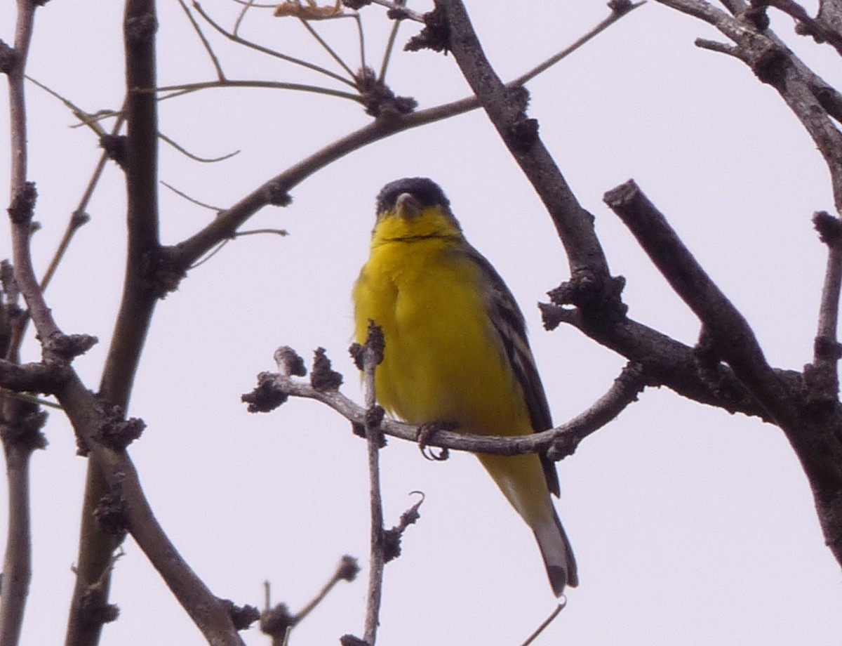 Lesser Goldfinch - ML24130521