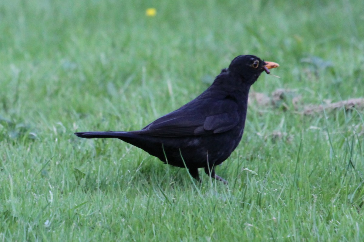 Eurasian Blackbird - Richard Fuller