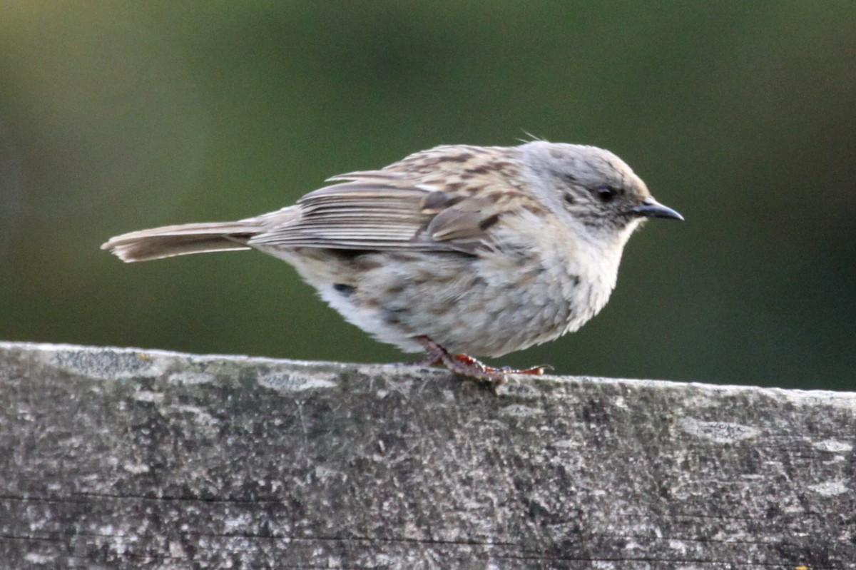 Dunnock - Richard Fuller