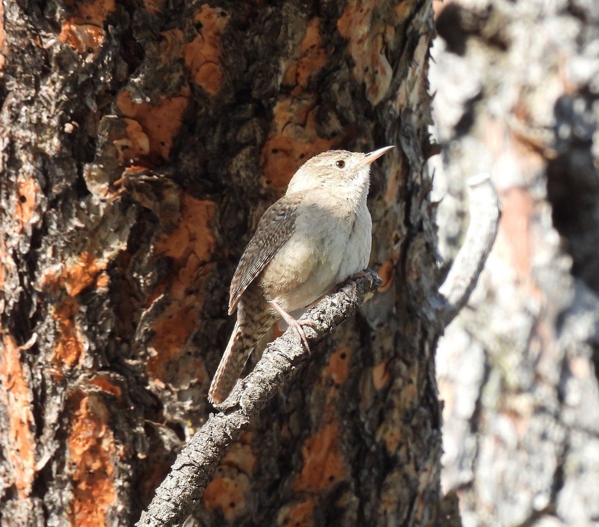 House Wren - ML241306831