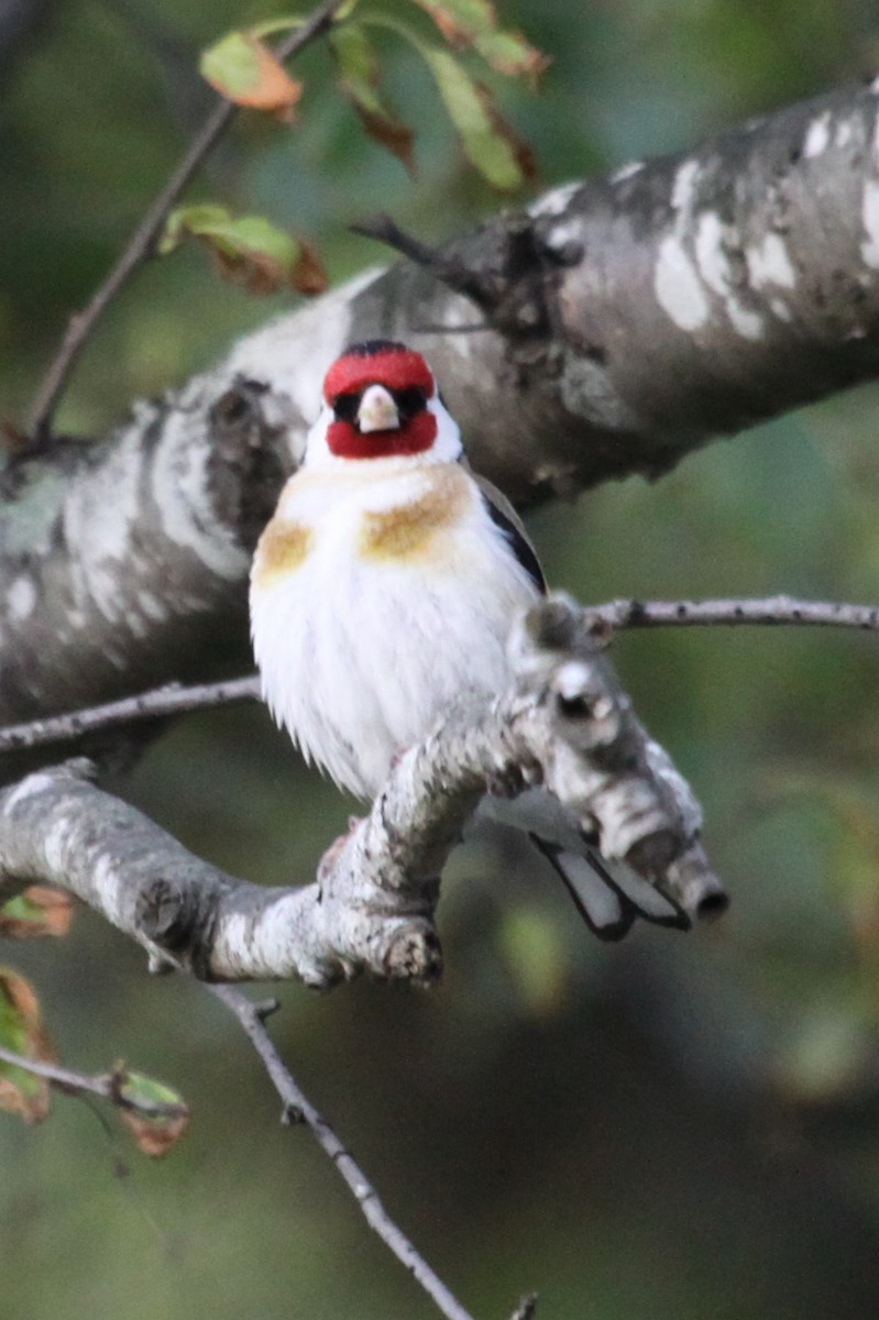 European Goldfinch - ML241306851