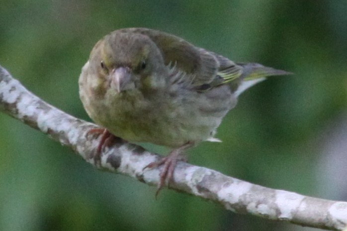 European Greenfinch - Richard Fuller