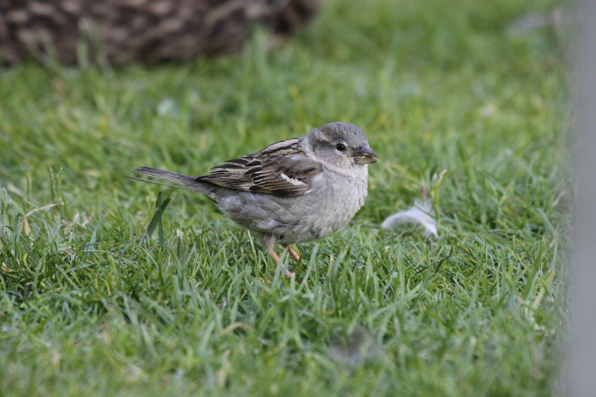 House Sparrow - Richard Fuller