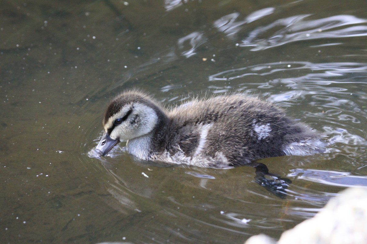 Canard colvert - ML241306921