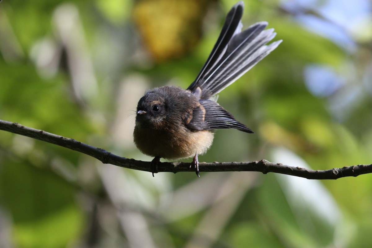 New Zealand Fantail - Richard Fuller