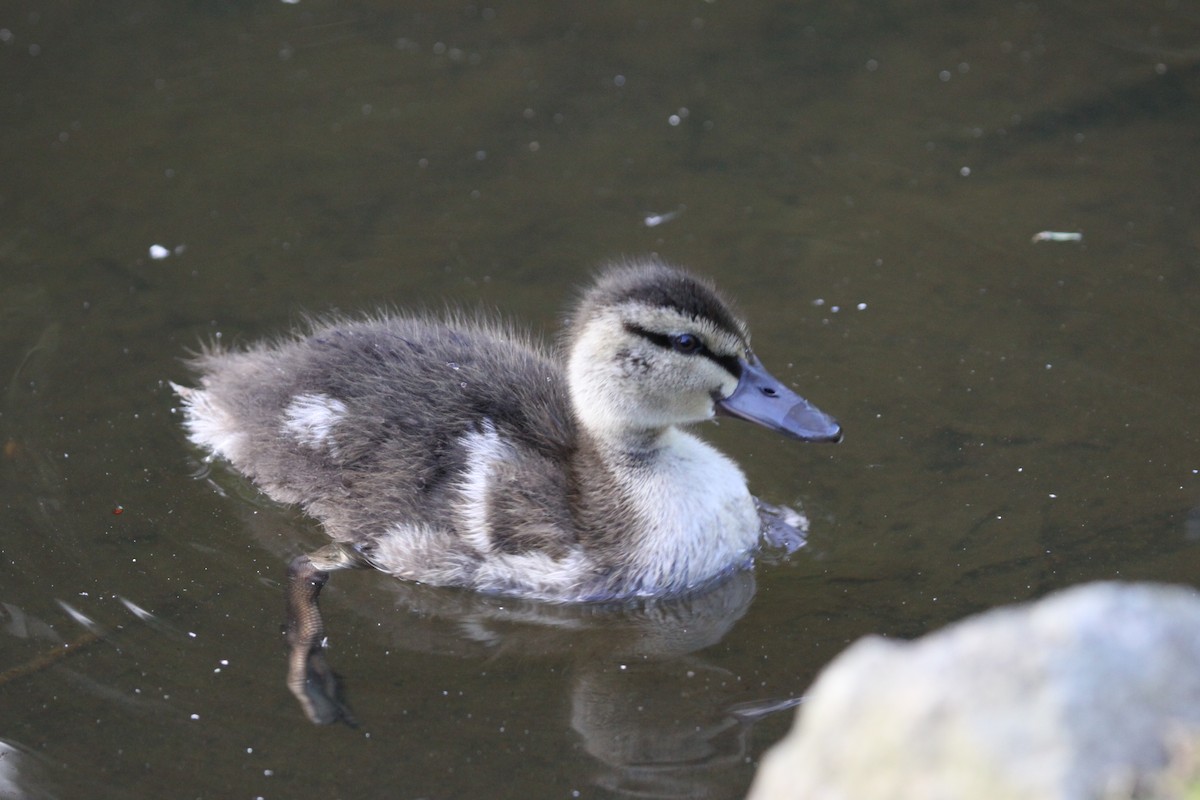 Canard colvert - ML241306951