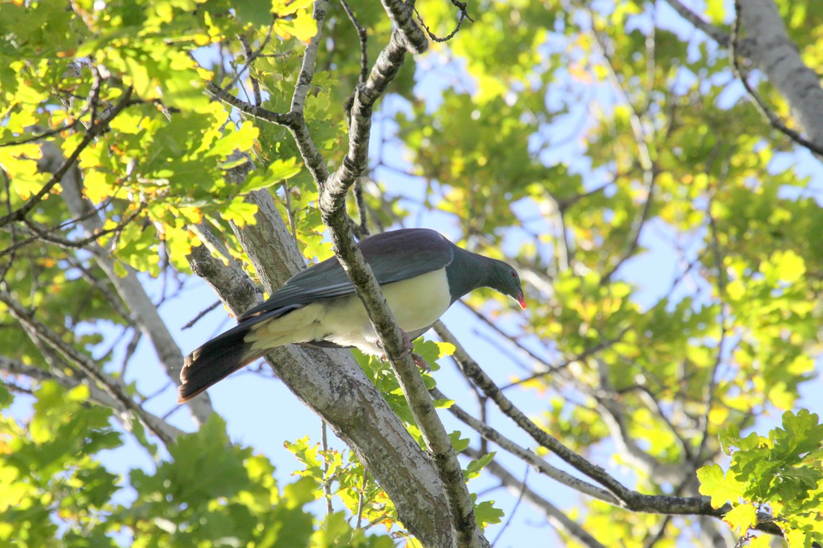 New Zealand Pigeon - Richard Fuller