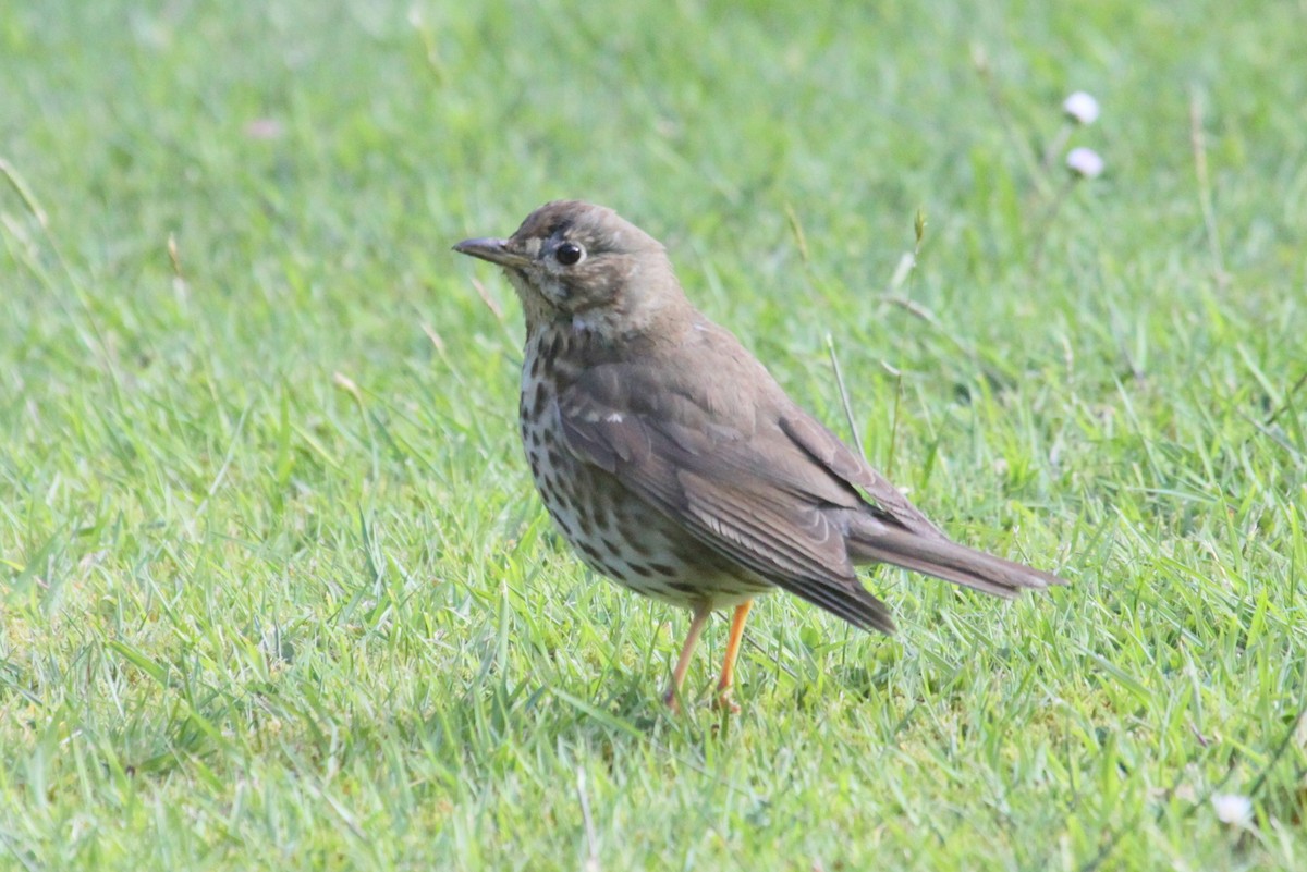 Song Thrush - Richard Fuller