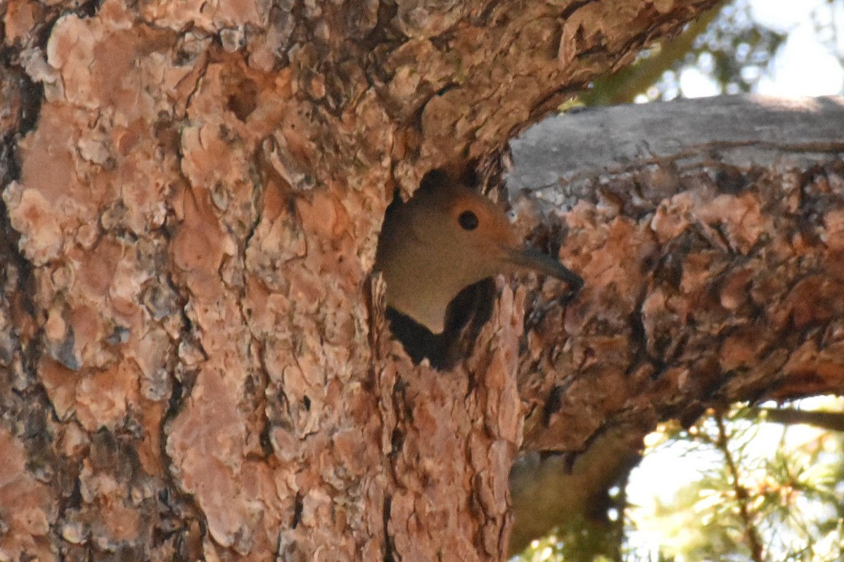 Northern Flicker (Red-shafted) - ML241307161