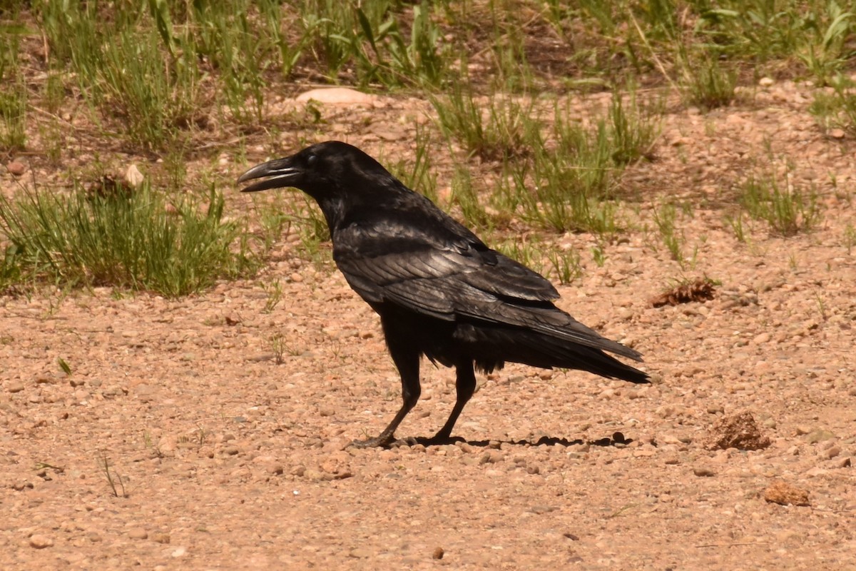 Common Raven - ML241307421