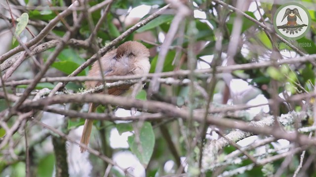 Rufous-fronted Thornbird - ML241309001