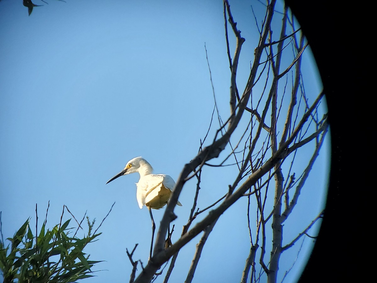 Snowy Egret - Joseph Phipps