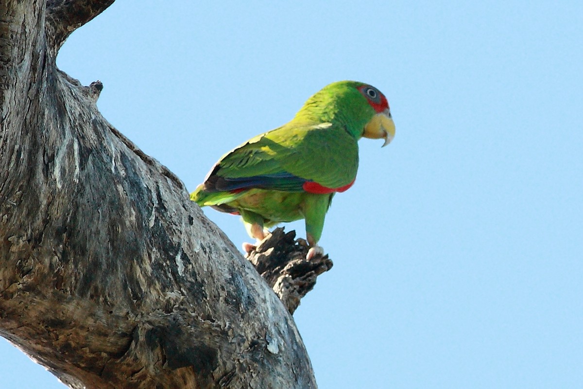 Amazona Frentialba - ML241310071