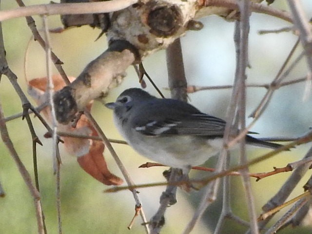 Plumbeous Vireo - Chris Dean