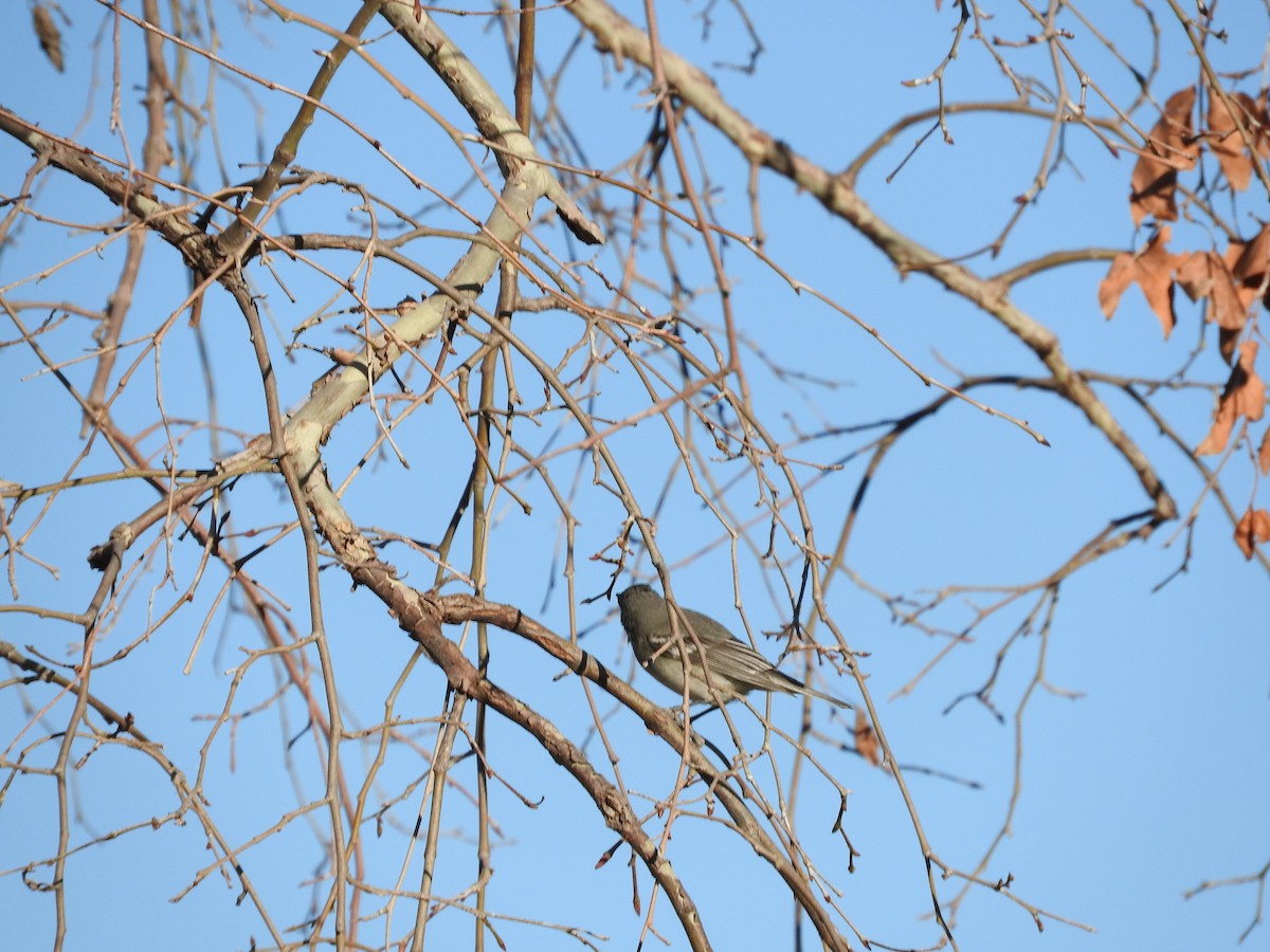 Plumbeous Vireo - Chris Dean