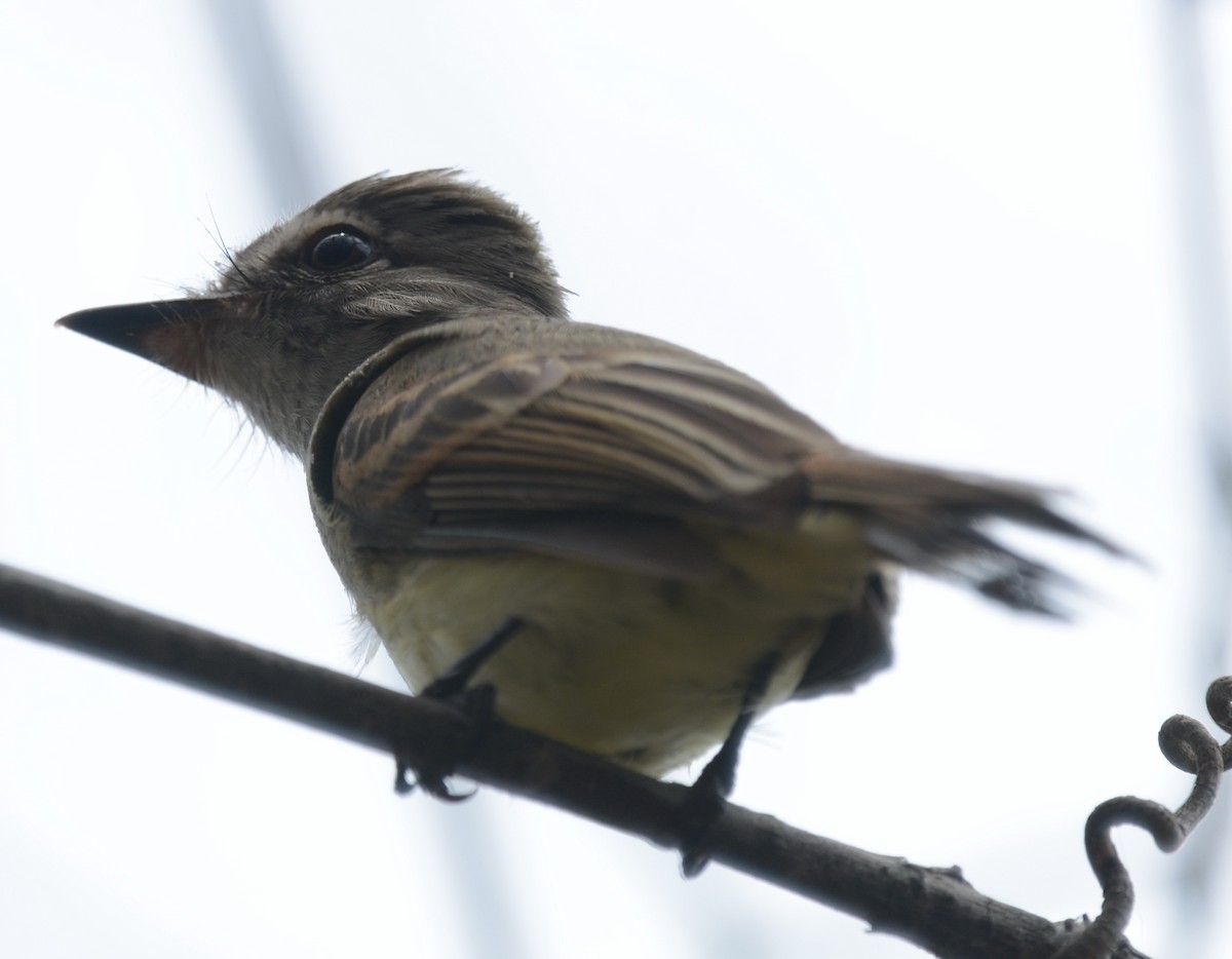 Flammulated Flycatcher - ML241310681