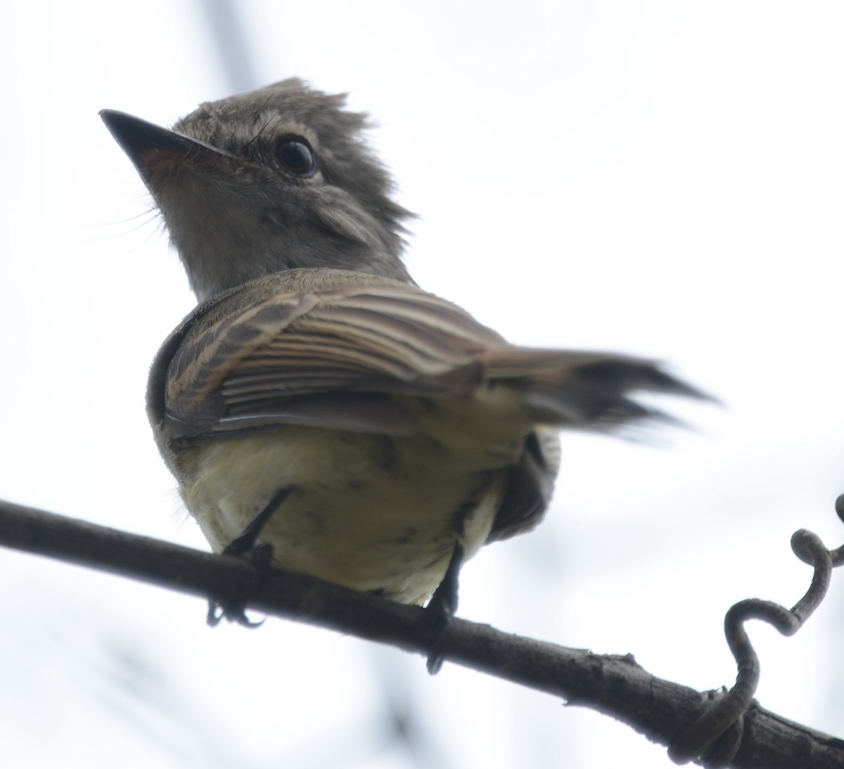 Flammulated Flycatcher - ML241310691