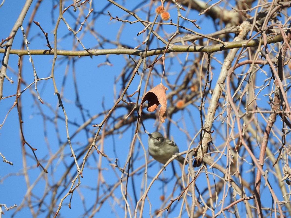 Plumbeous Vireo - ML24131071