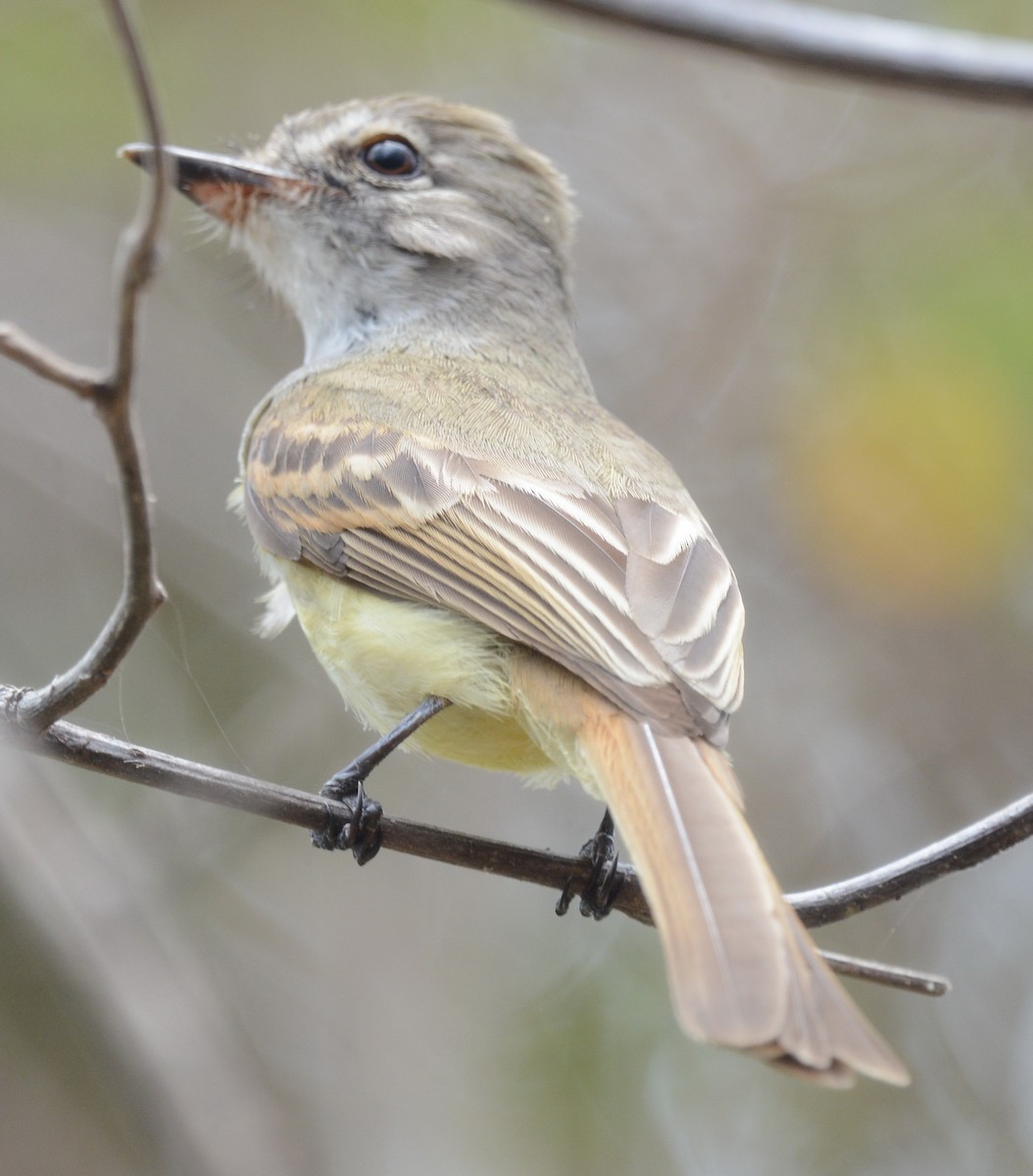 Flammulated Flycatcher - ML241310721