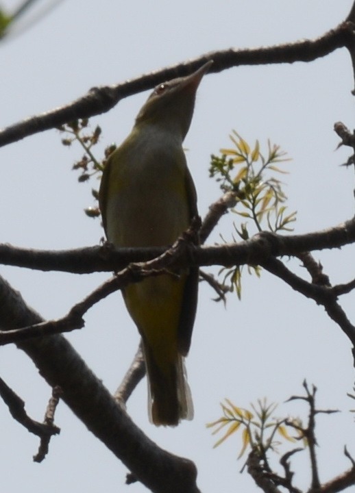 Yellow-green Vireo - ML241310751