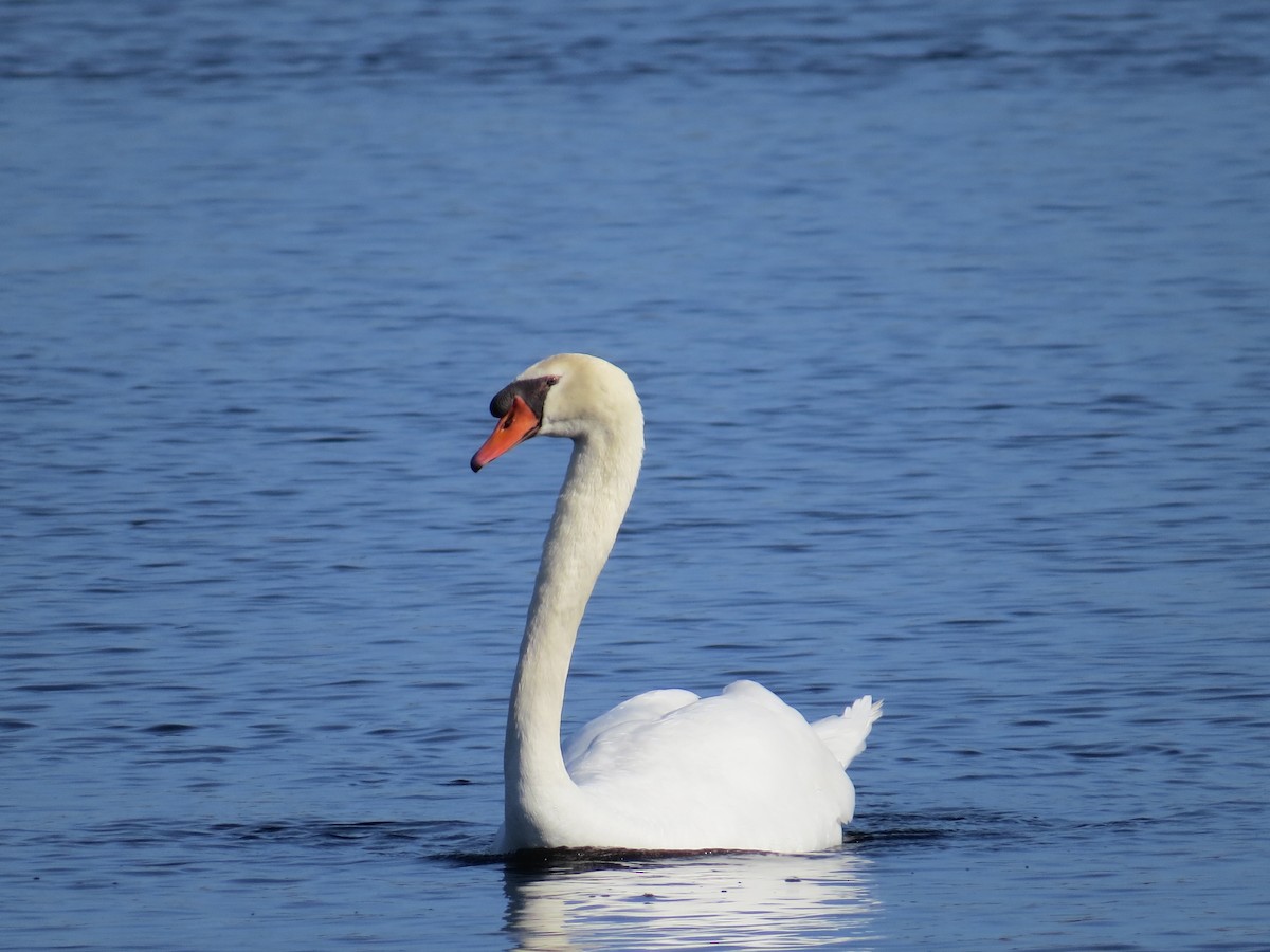 Mute Swan - ML24131111