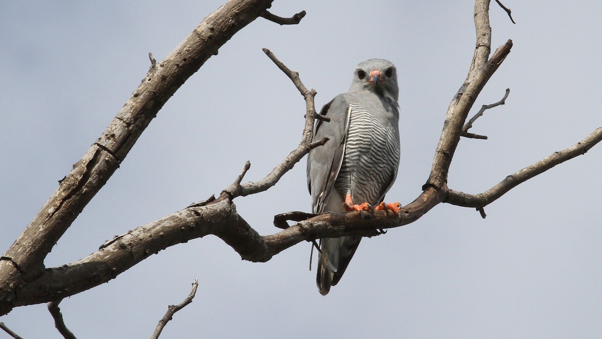 Lizard Buzzard - ML24131221