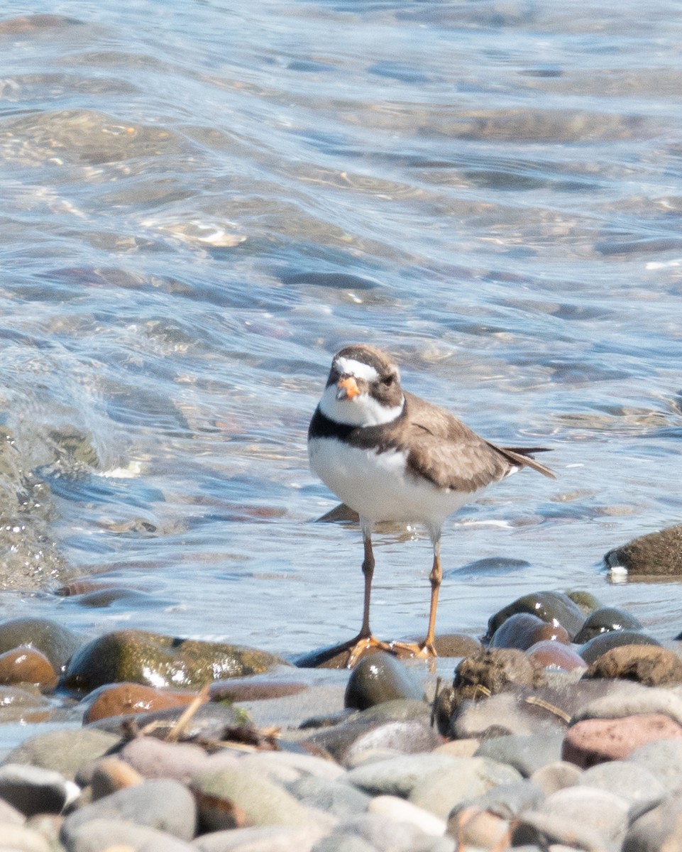 Semipalmated Plover - Mike Wheeler