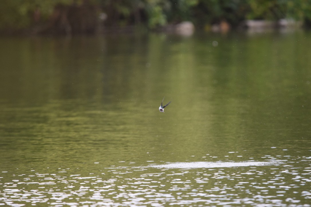 Violet-green Swallow - ML241314071