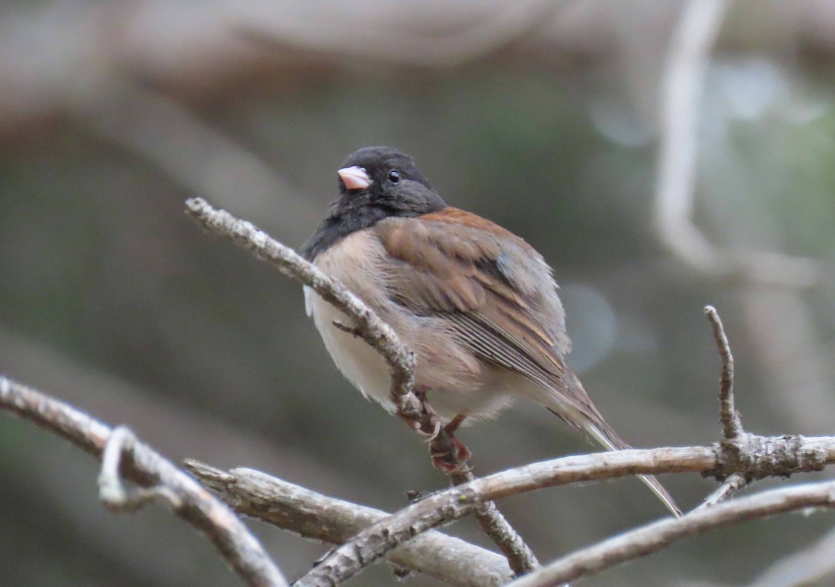 Dark-eyed Junco - ML241315641