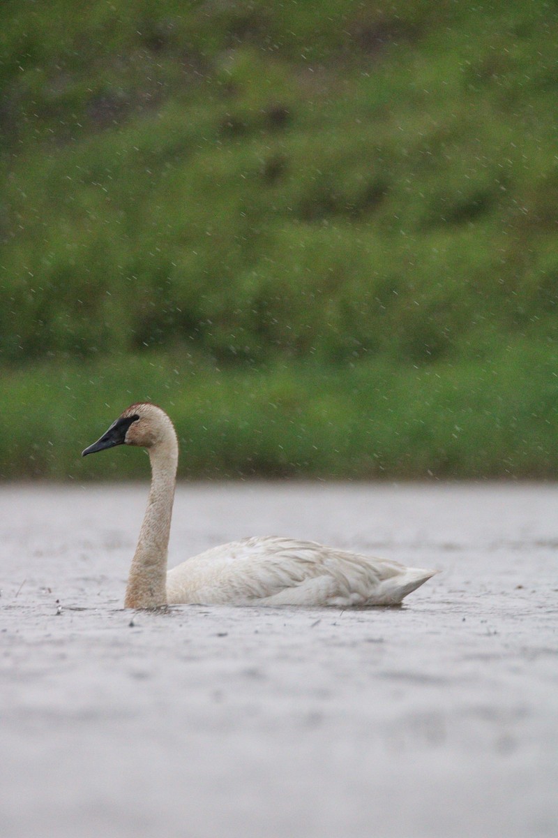 Trumpeter Swan - ML241316031