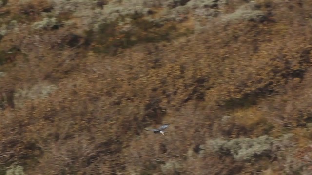 Northern Harrier - ML241317811