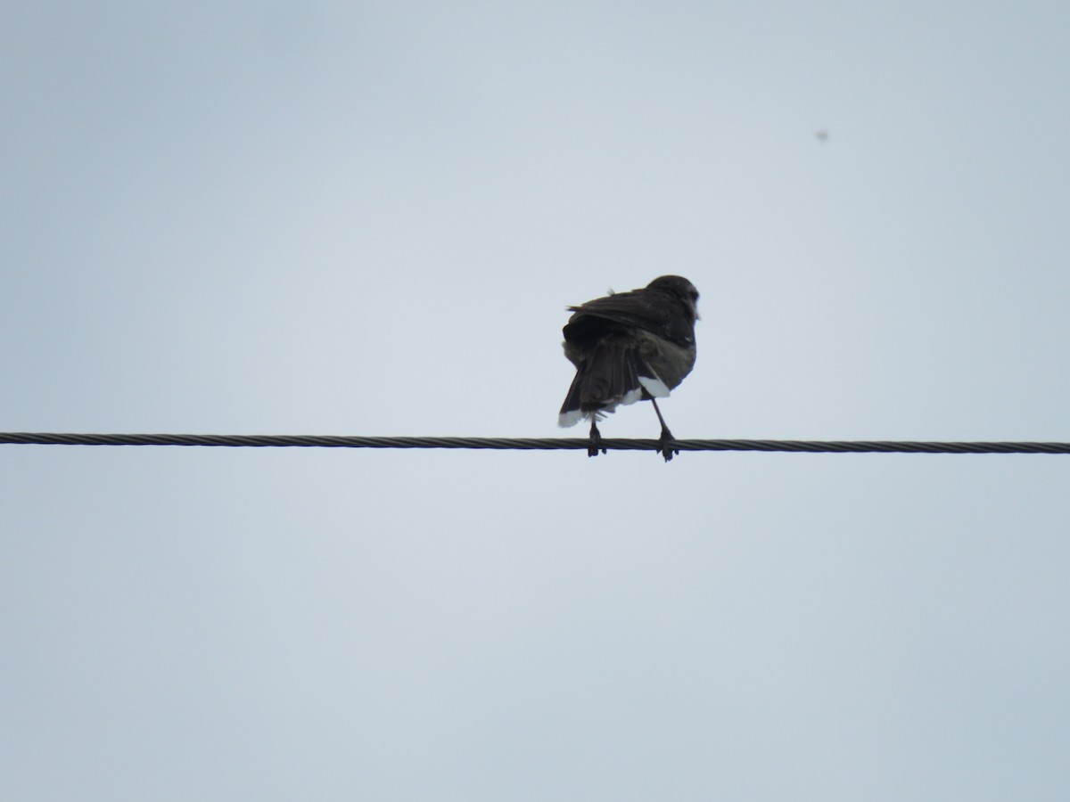 Chalk-browed Mockingbird - ML241318741