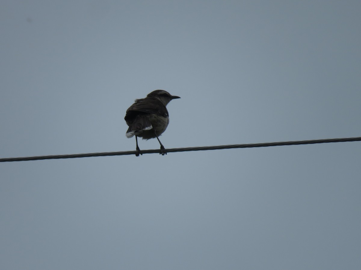 Chalk-browed Mockingbird - ML241318791