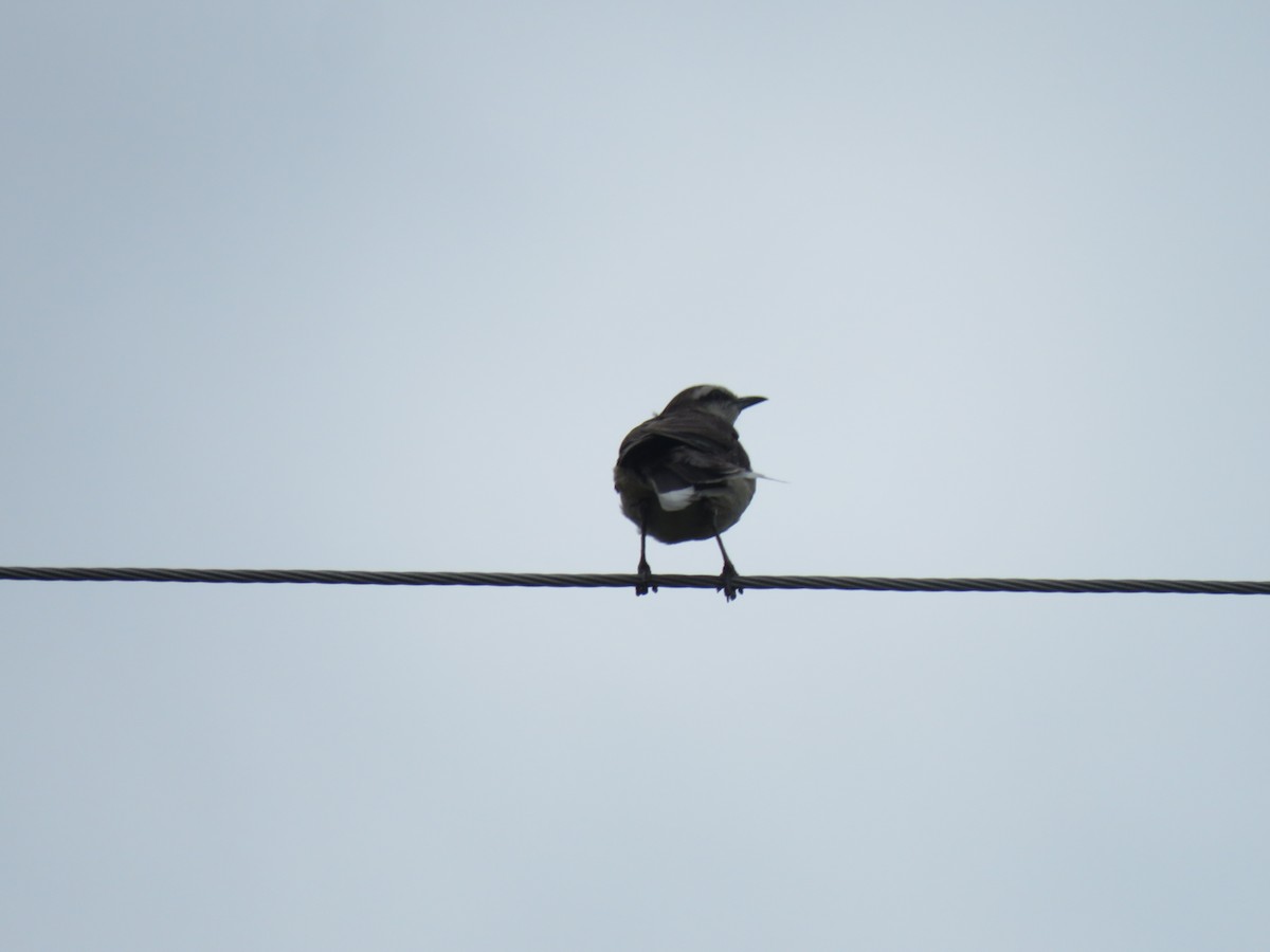 Chalk-browed Mockingbird - ML241318811