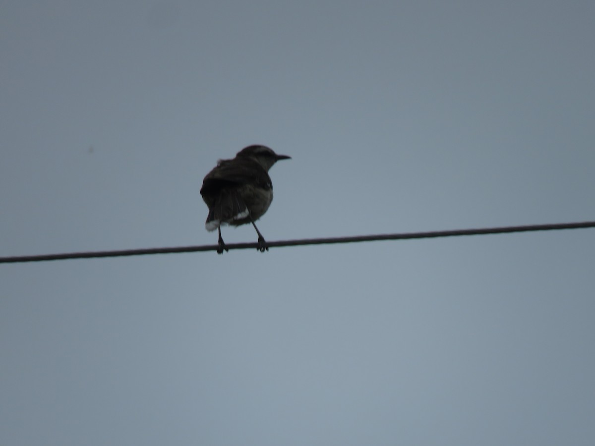 Chalk-browed Mockingbird - ML241318831