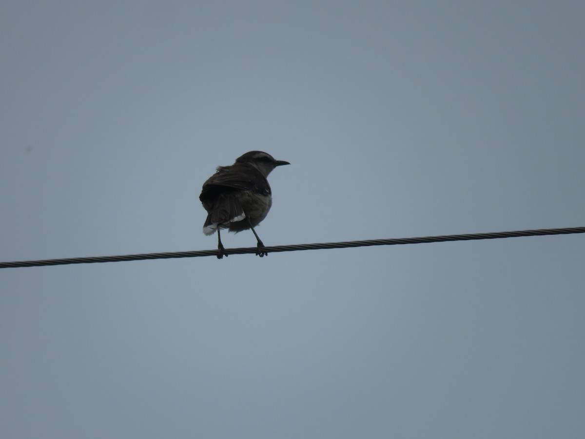 Chalk-browed Mockingbird - ML241318851