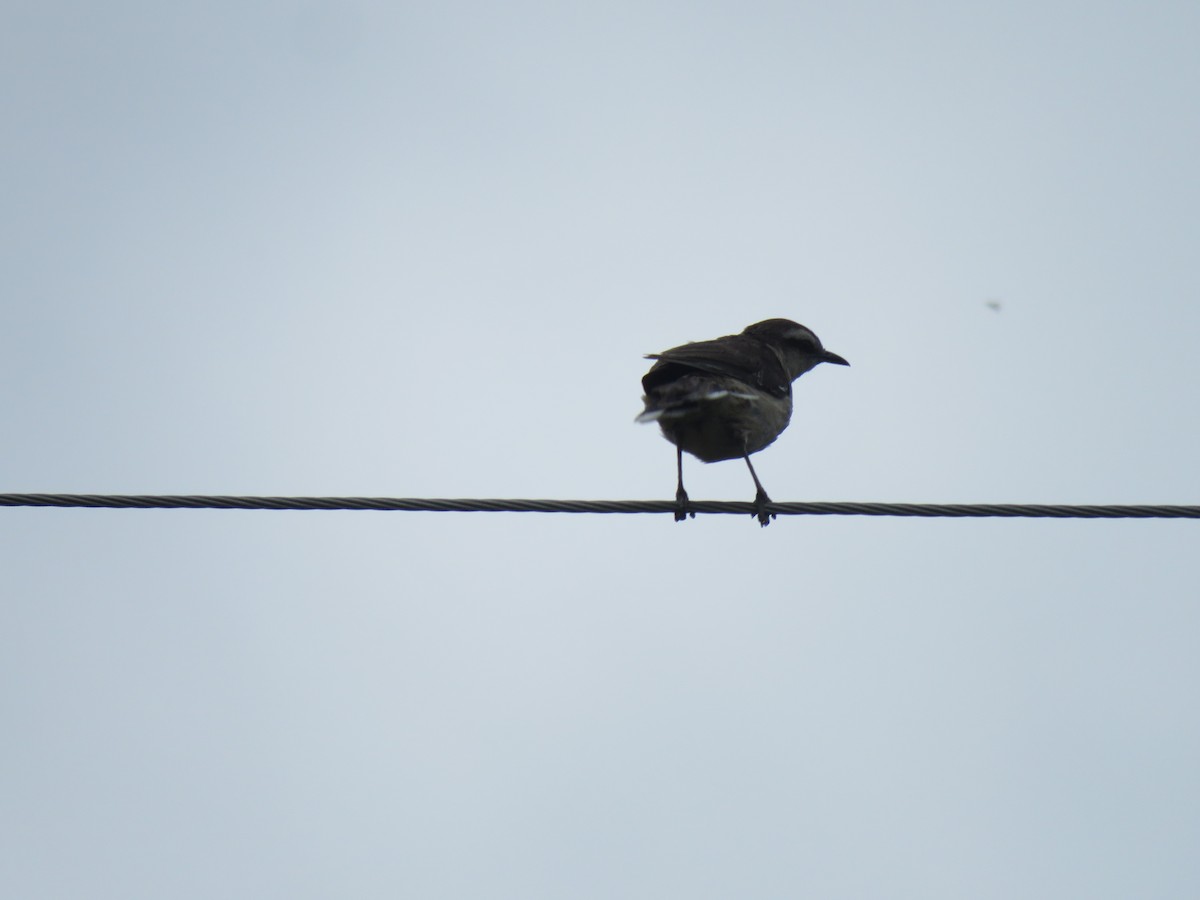 Chalk-browed Mockingbird - ML241318871