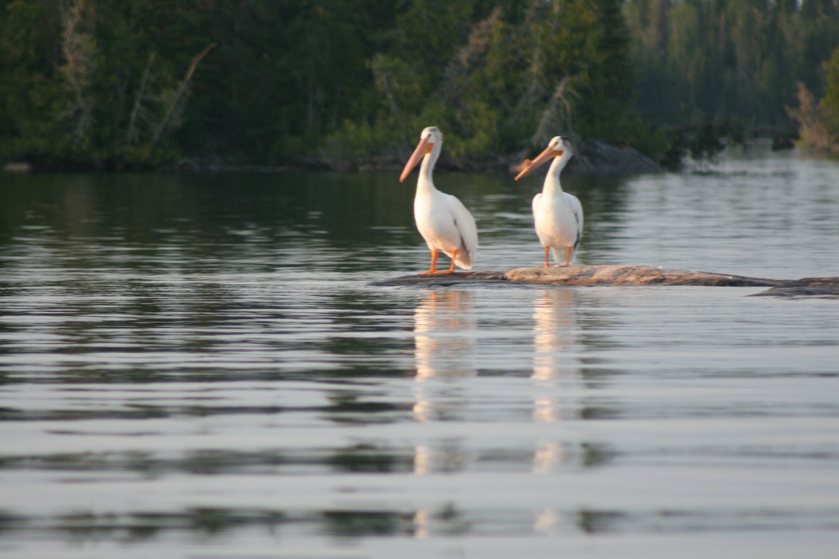 American White Pelican - ML241321701