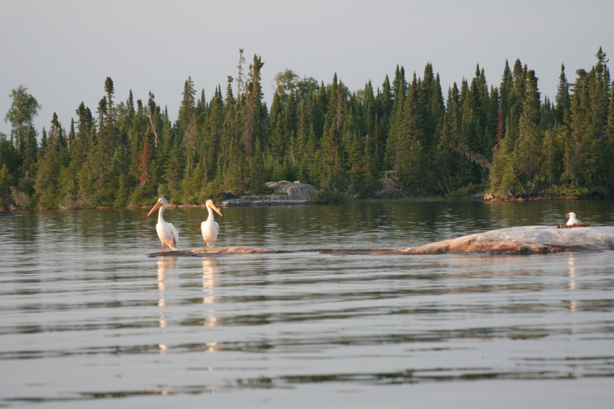 American White Pelican - ML241321711