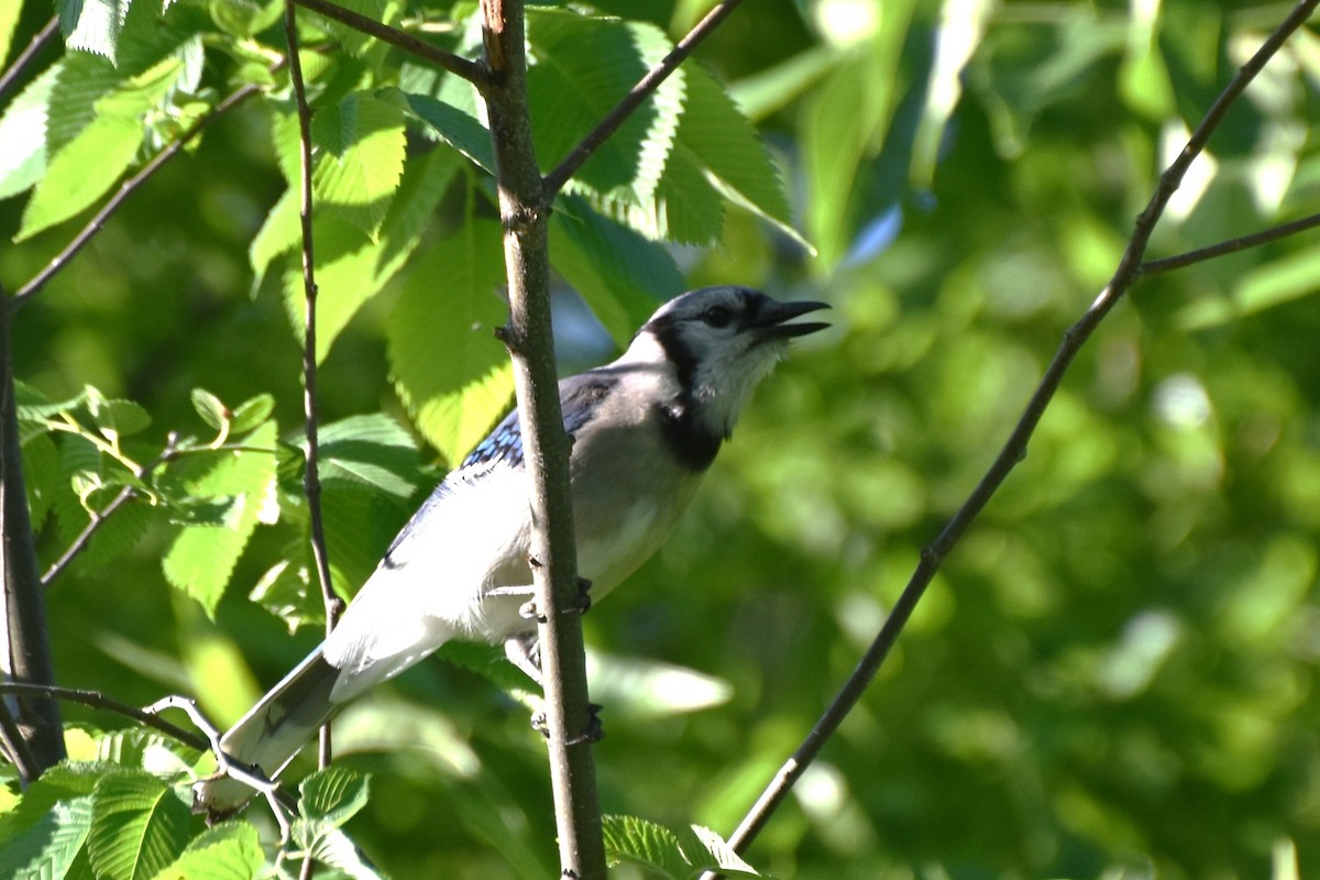 Blue Jay - ML241322151