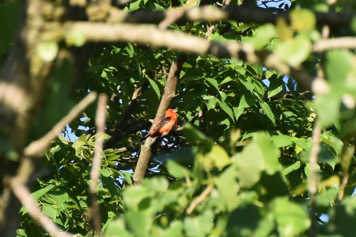 Scarlet Tanager - irina shulgina