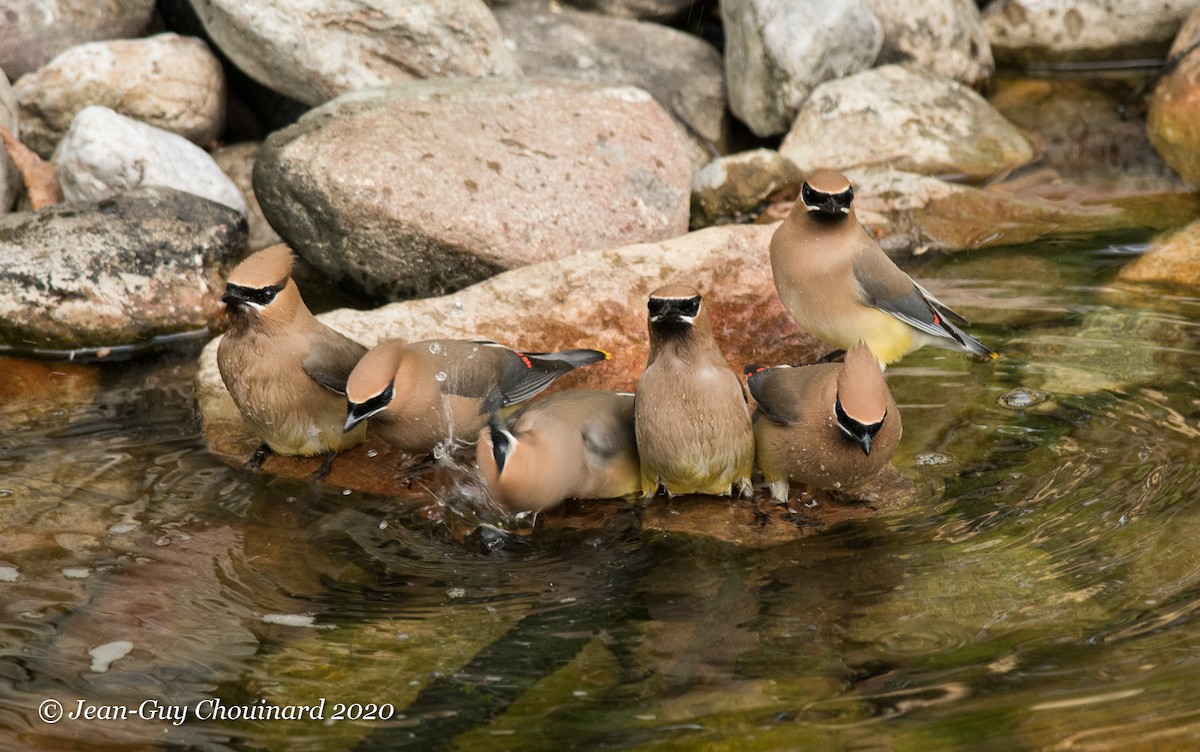 Cedar Waxwing - ML241323331