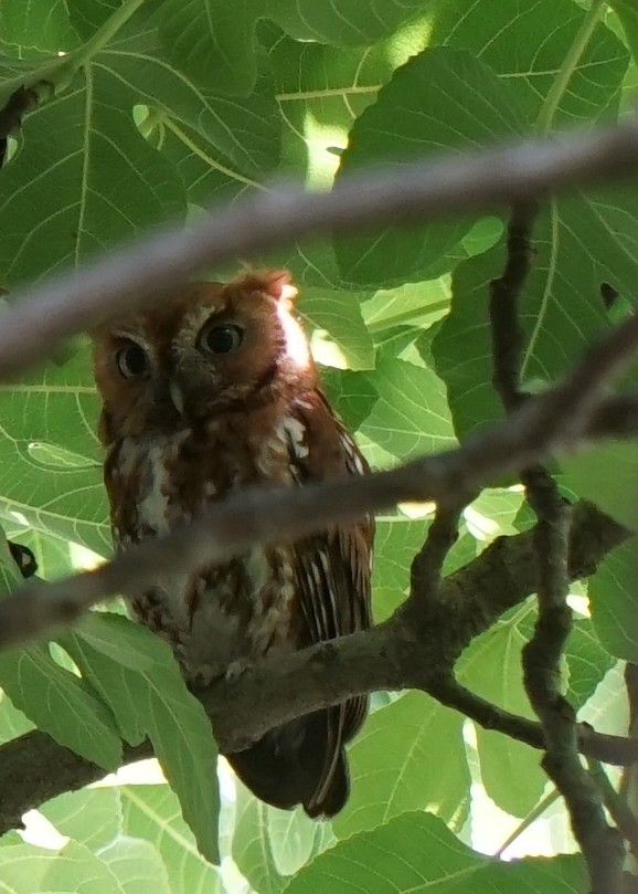 Eastern Screech-Owl - ML241324411