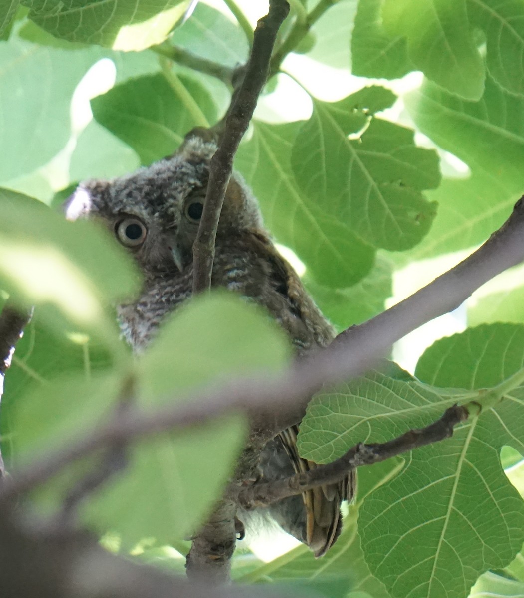 Eastern Screech-Owl - ML241324541