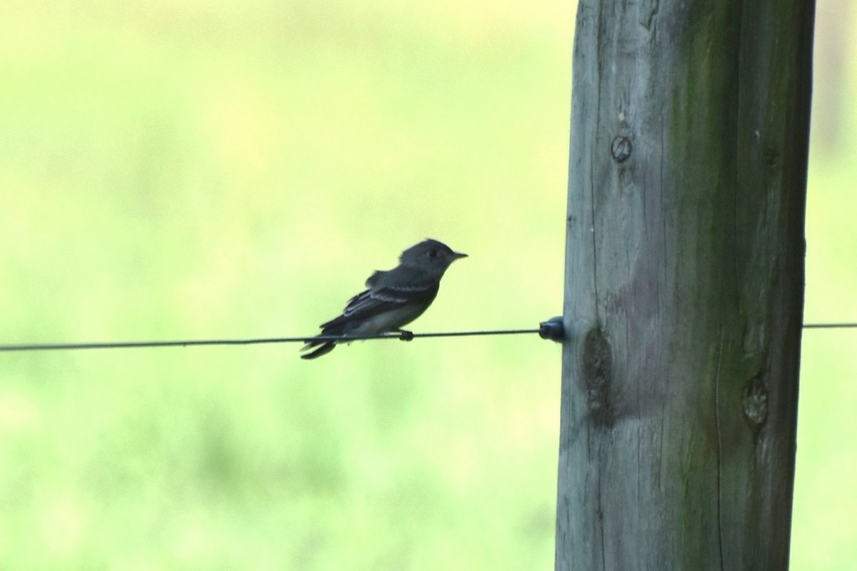 Eastern Wood-Pewee - ML241324591