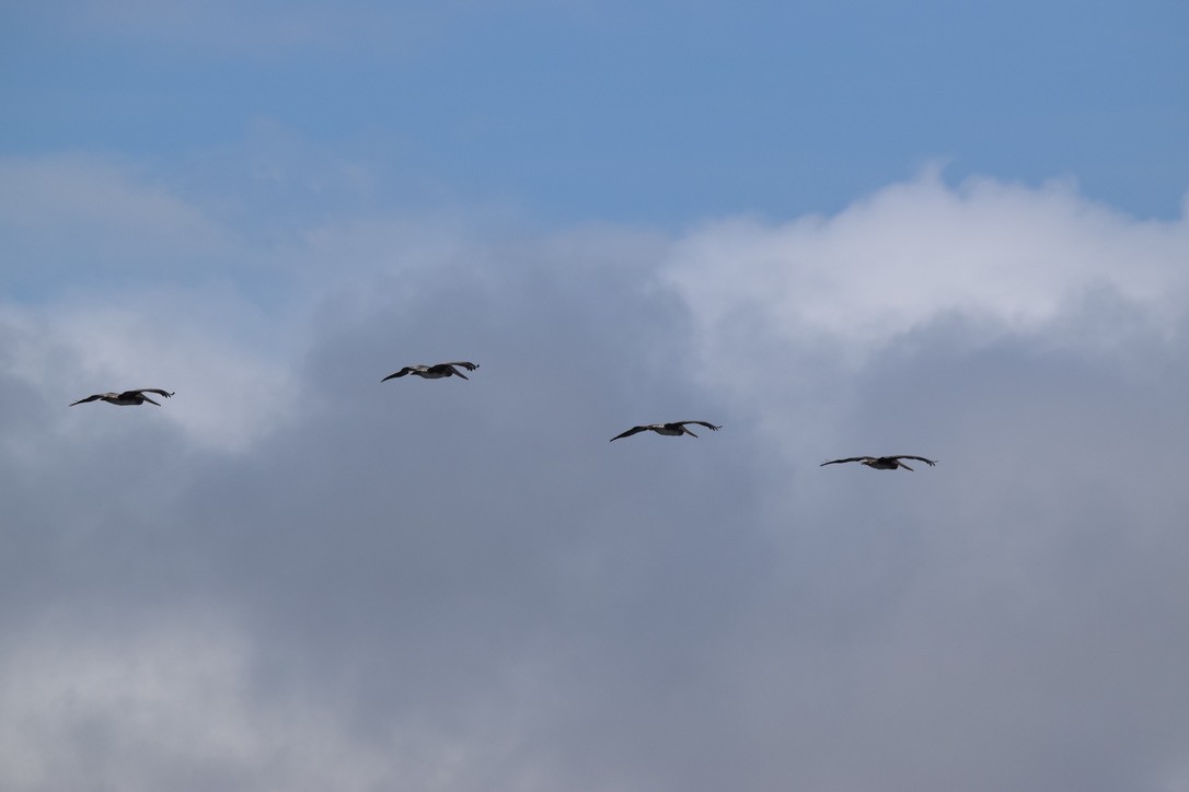 Brown Pelican - ML241327801