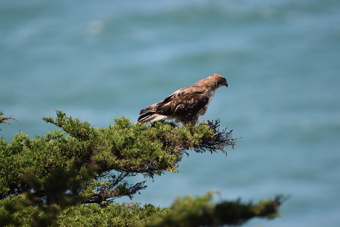 Red-tailed Hawk - ML241328031