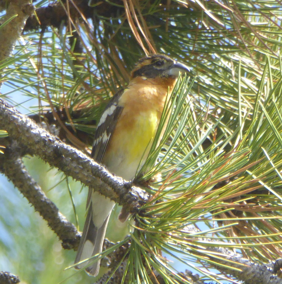 Black-headed Grosbeak - ML241332031